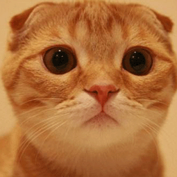 手机怎么登外网的网址